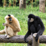 Hoollongapar Gibbon Sanctuary
